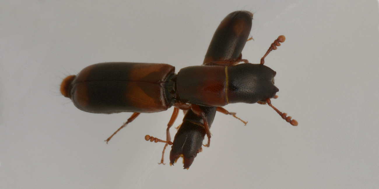 Trogositidae:   Nemozoma elongatum